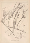Herbier de la flore française Pl.1241