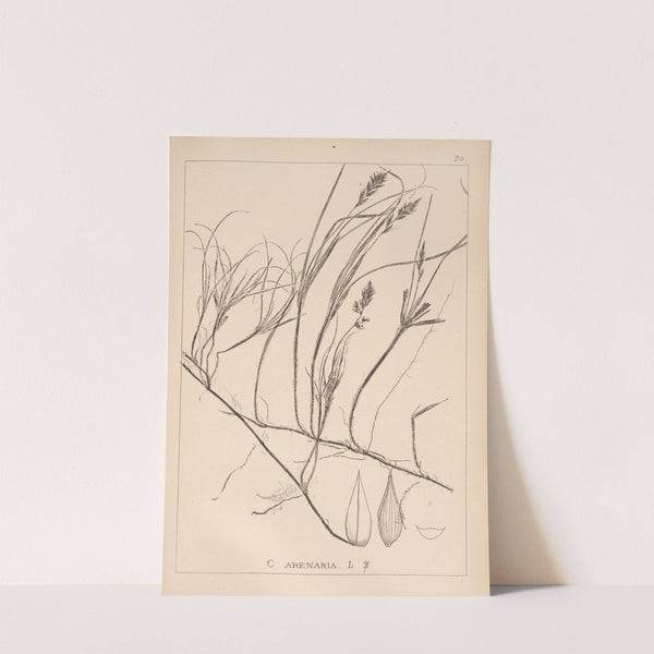 Herbier de la flore française Pl.1241 by Louis Antoine Cusin