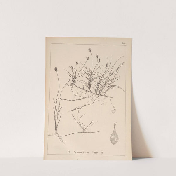 Herbier de la flore française Pl.1243 by Louis Antoine Cusin