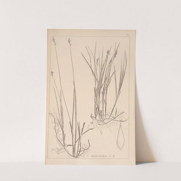 Herbier de la flore française Pl.1244 by Louis Antoine Cusin