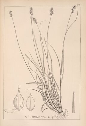 Herbier de la flore française Pl.1246