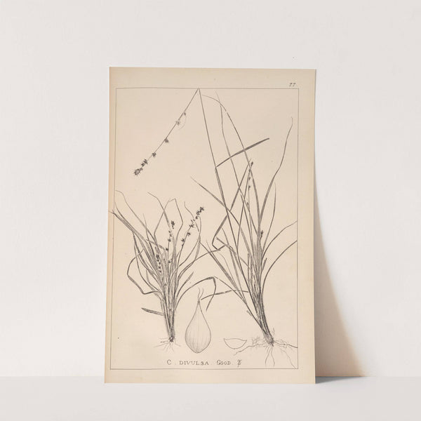 Herbier de la flore française Pl.1248 by Louis Antoine Cusin