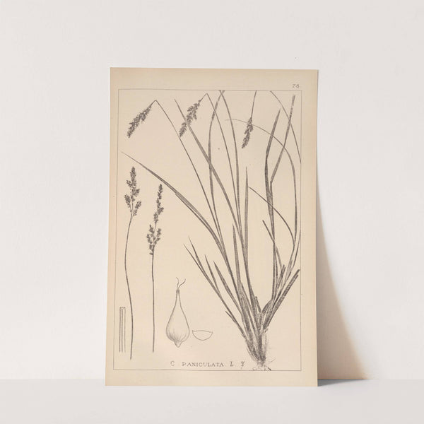 Herbier de la flore française Pl.1249 by Louis Antoine Cusin