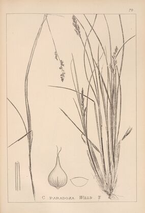 Herbier de la flore française Pl.1250