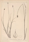 Herbier de la flore française Pl.1251