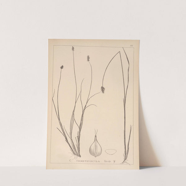 Herbier de la flore française Pl.1251 by Louis Antoine Cusin