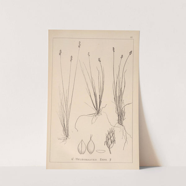 Herbier de la flore française Pl.1252 by Louis Antoine Cusin