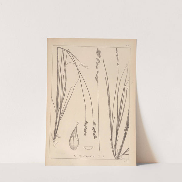 Herbier de la flore française Pl.1253 by Louis Antoine Cusin