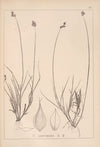 Herbier de la flore française Pl.1254