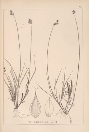 Herbier de la flore française Pl.1254