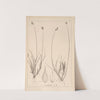 Herbier de la flore française Pl.1254 by Louis Antoine Cusin