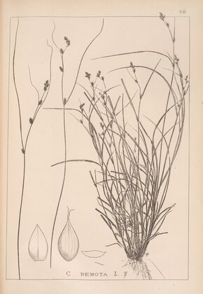 Herbier de la flore française Pl.1257