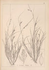 Herbier de la flore française Pl.1259