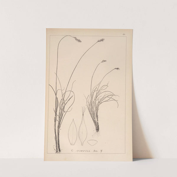 Herbier de la flore française Pl.1260 by Louis Antoine Cusin