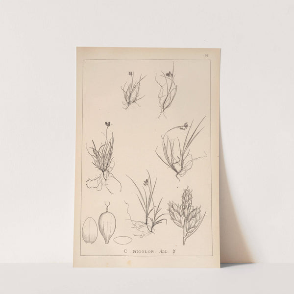 Herbier de la flore française Pl.1262 by Louis Antoine Cusin