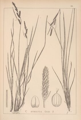 Herbier de la flore française Pl.1264