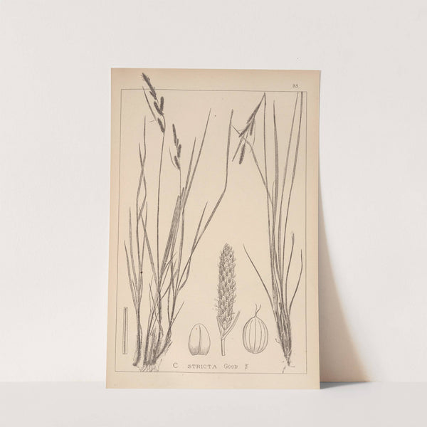 Herbier de la flore française Pl.1264 by Louis Antoine Cusin