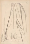Herbier de la flore française Pl.1266