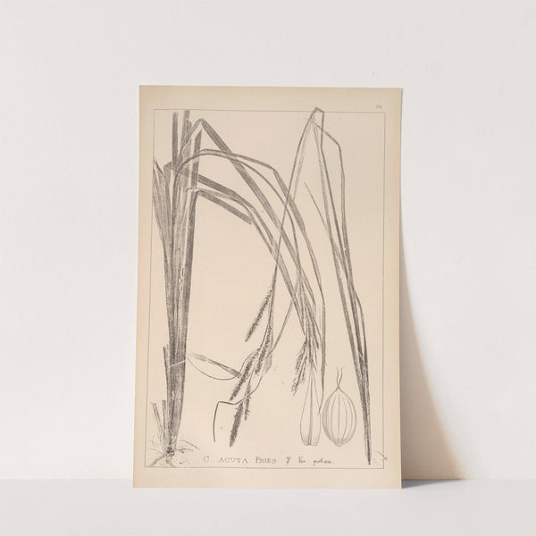 Herbier de la flore française Pl.1267 by Louis Antoine Cusin