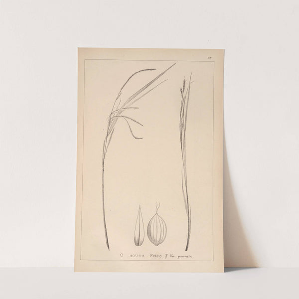 Herbier de la flore française Pl.1268 by Louis Antoine Cusin