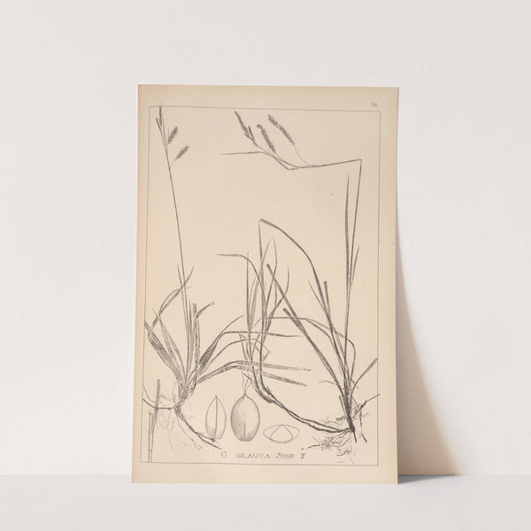 Herbier de la flore française Pl.1269 by Louis Antoine Cusin