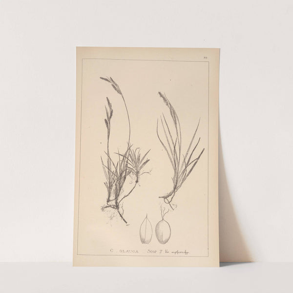 Herbier de la flore française Pl.1270 (1867-1876) by Louis Antoine Cusin