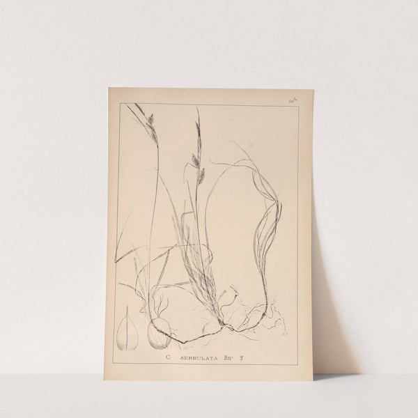 Herbier de la flore française Pl.1271 (1867-1876) by Louis Antoine Cusin