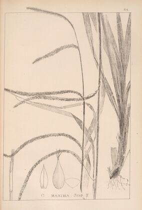 Herbier de la flore française Pl.1273