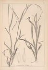 Herbier de la flore française Pl.1274 (1867-1876)
