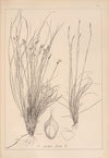 Herbier de la flore française Pl.1275 (1867-1876)