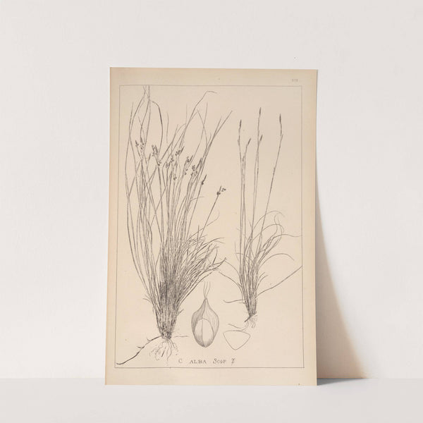 Herbier de la flore française Pl.1275 (1867-1876) by Louis Antoine Cusin