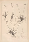 Herbier de la flore française Pl.1276 (1867-1876)