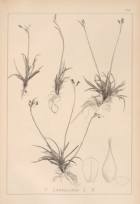 Herbier de la flore française Pl.1276 (1867-1876)
