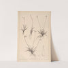 Herbier de la flore française Pl.1276 (1867-1876) by Louis Antoine Cusin