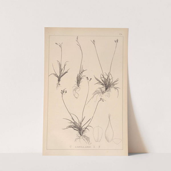 Herbier de la flore française Pl.1276 (1867-1876) by Louis Antoine Cusin