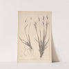 Herbier de la flore française Pl.1277 (1867-1876) by Louis Antoine Cusin