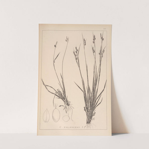 Herbier de la flore française Pl.1277 (1867-1876) by Louis Antoine Cusin
