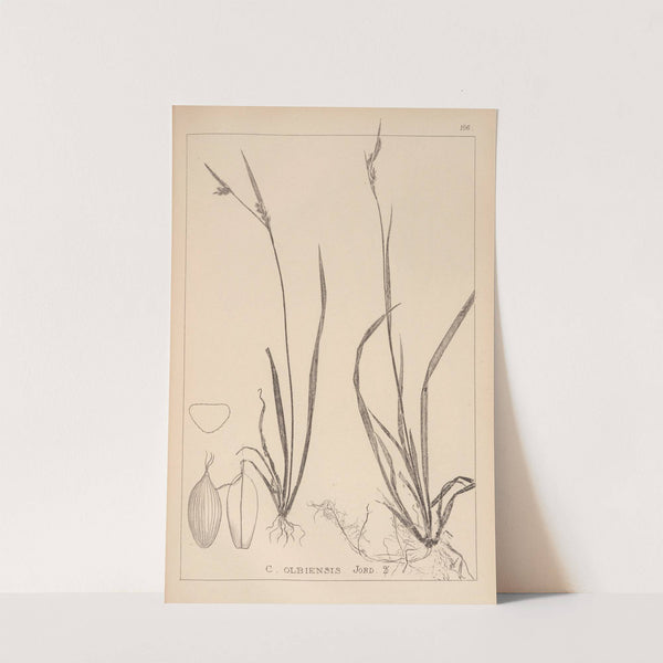 Herbier de la flore française Pl.1278 (1867-1876) by Louis Antoine Cusin