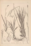 Herbier de la flore française Pl.1279 (1867-1876)