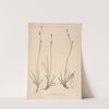 Herbier de la flore française Pl.1280 (1867-1876) by Louis Antoine Cusin