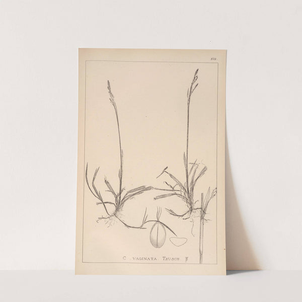 Herbier de la flore française Pl.1281 (1867-1876) by Louis Antoine Cusin