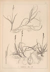 Herbier de la flore française Pl.1282 (1867-1876)
