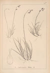 Herbier de la flore française Pl.1283 (1867-1876)