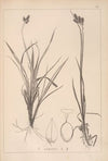 Herbier de la flore française Pl.1284 (1867-1876)