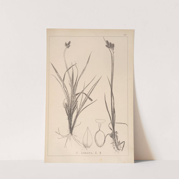 Herbier de la flore française Pl.1284 (1867-1876) by Louis Antoine Cusin