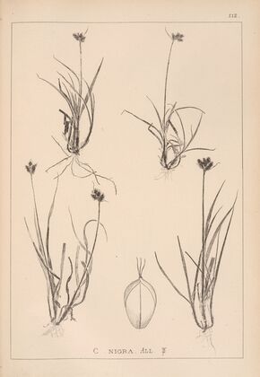 Herbier de la flore française Pl.1285 (1867-1876)