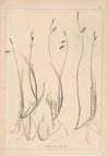 Herbier de la flore française Pl.1286 (1867-1876)