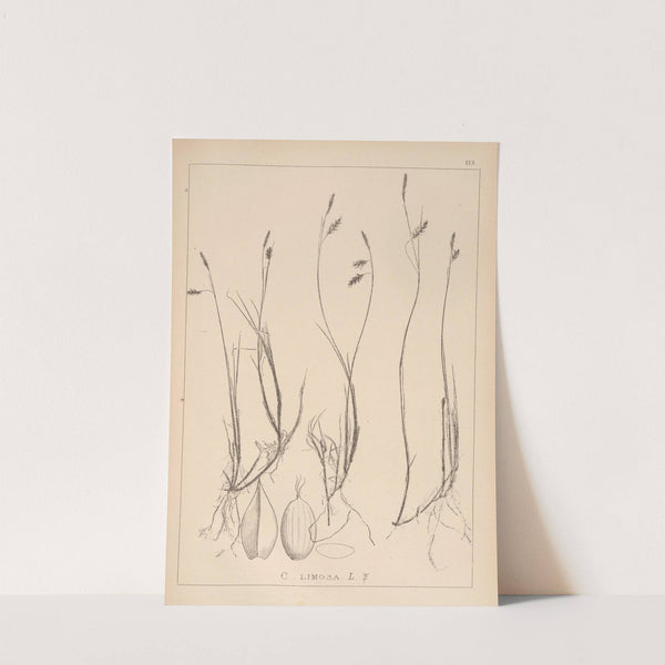 Herbier de la flore française Pl.1286 (1867-1876) by Louis Antoine Cusin