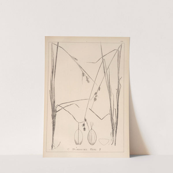 Herbier de la flore française Pl.1287 (1867-1876) by Louis Antoine Cusin