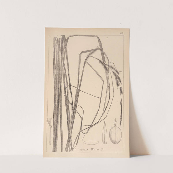 Herbier de la flore française Pl.1288 by Louis Antoine Cusin